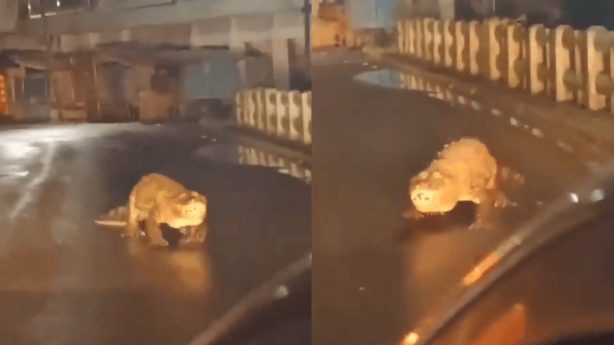 huge-crocodile-takes-streets-of-maharashtra-ratnagiri-petrified-netizens-question-authorities-viral-video
